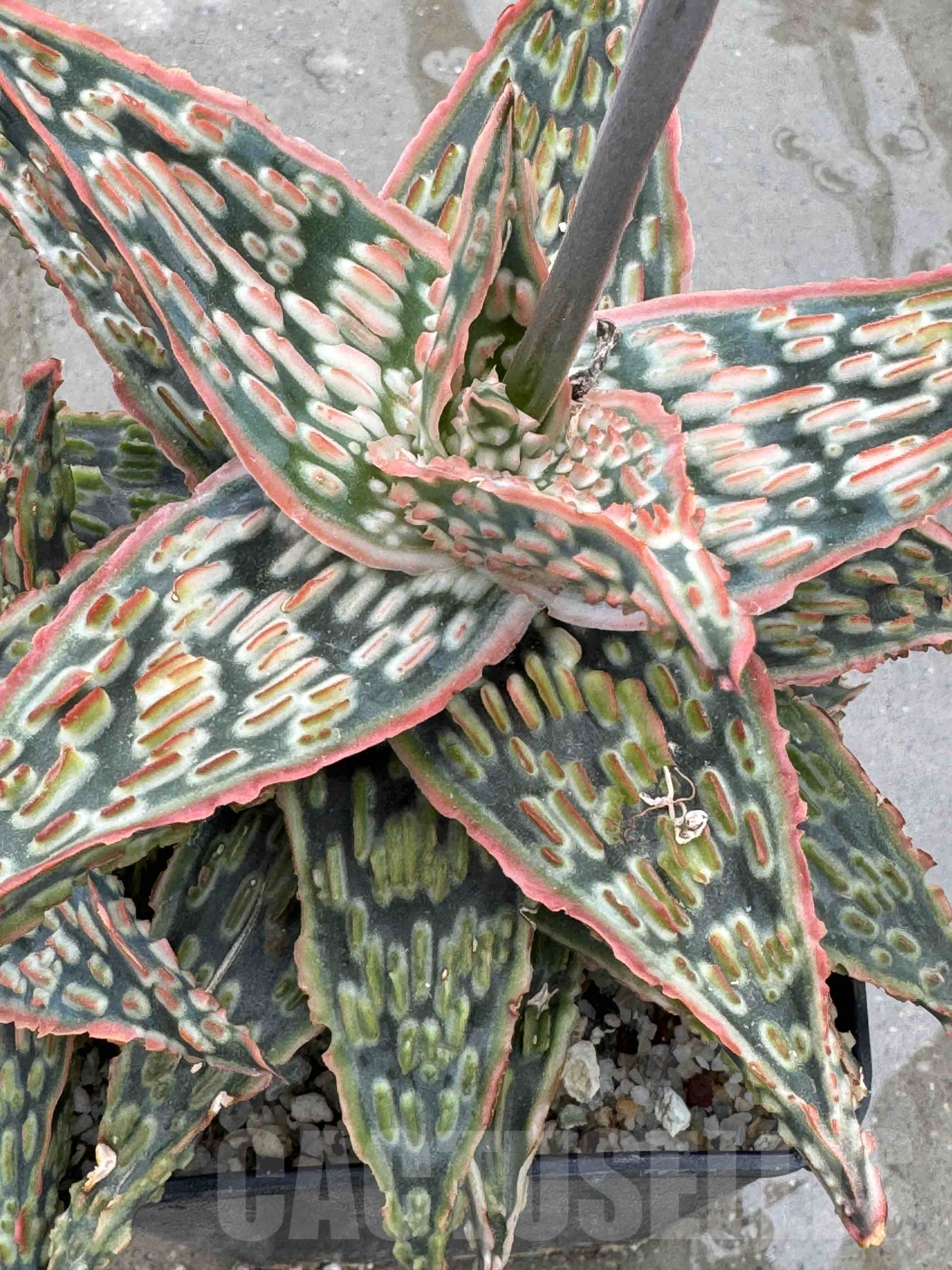 LOT668 20SEEDS Aloe EN69 harvest 2025 - Image 3