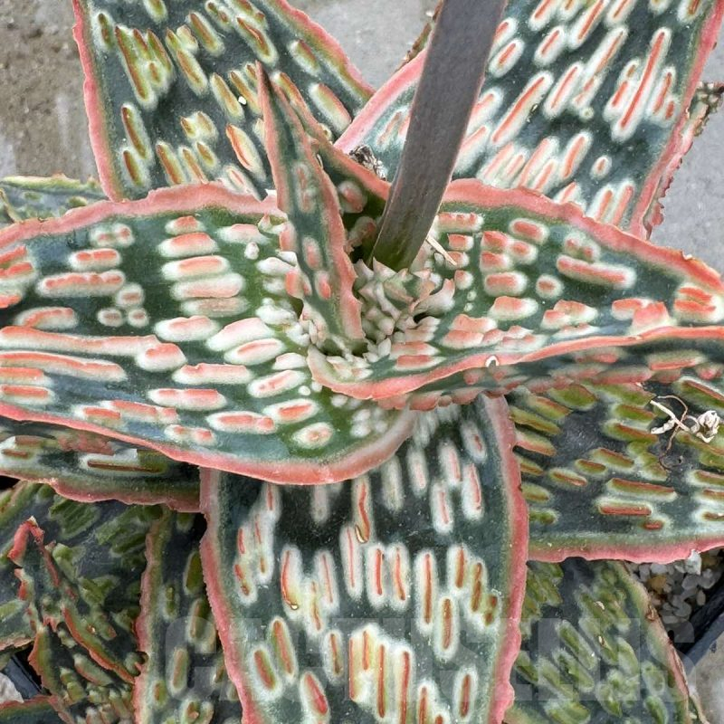 LOT668 20SEEDS Aloe EN69 harvest 2025