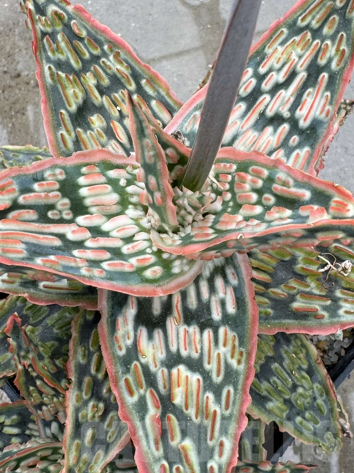 LOT668 20SEEDS Aloe EN69 harvest 2025