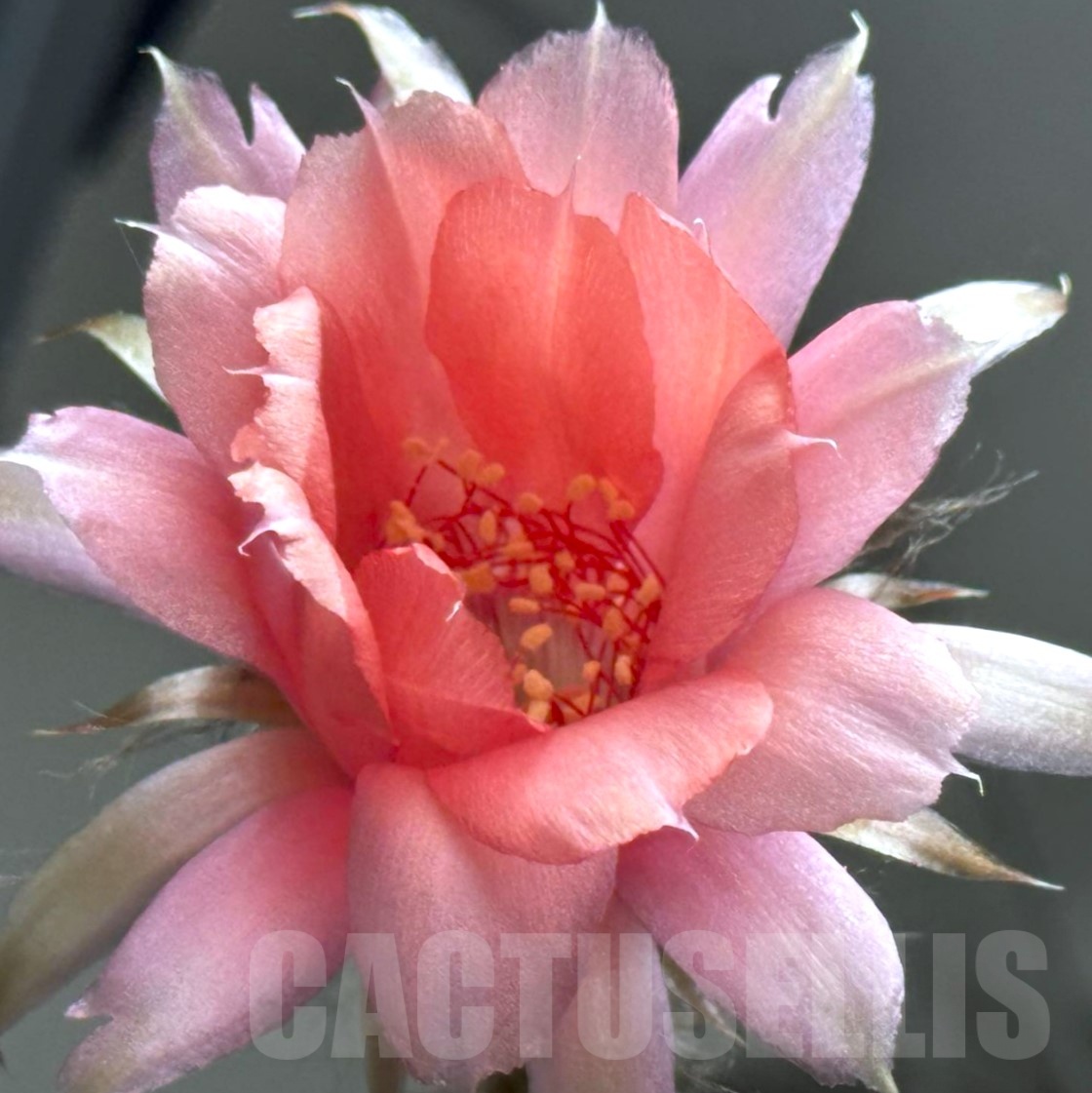 SHPR25346 Echinopsis hybrid