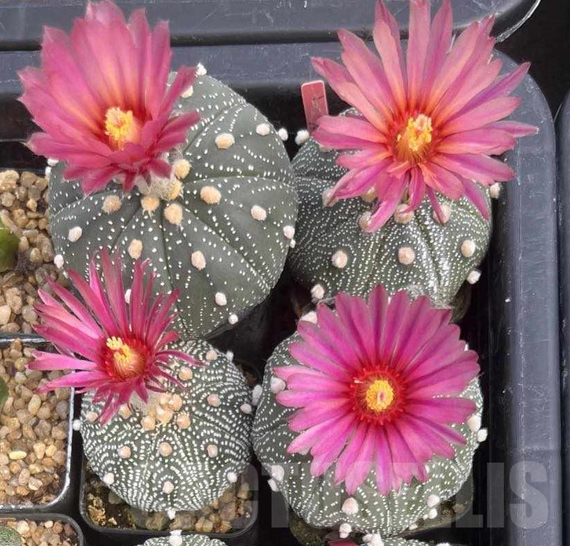 SHPR26773 Astrophytum asterias 'Akabana' - Imagen 3