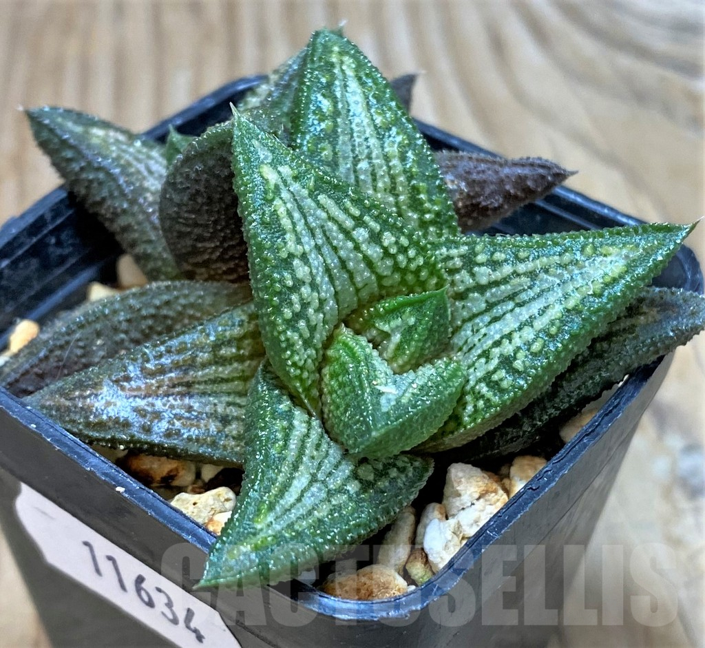 SH11634 Haworthia ‘Kintaikyo’