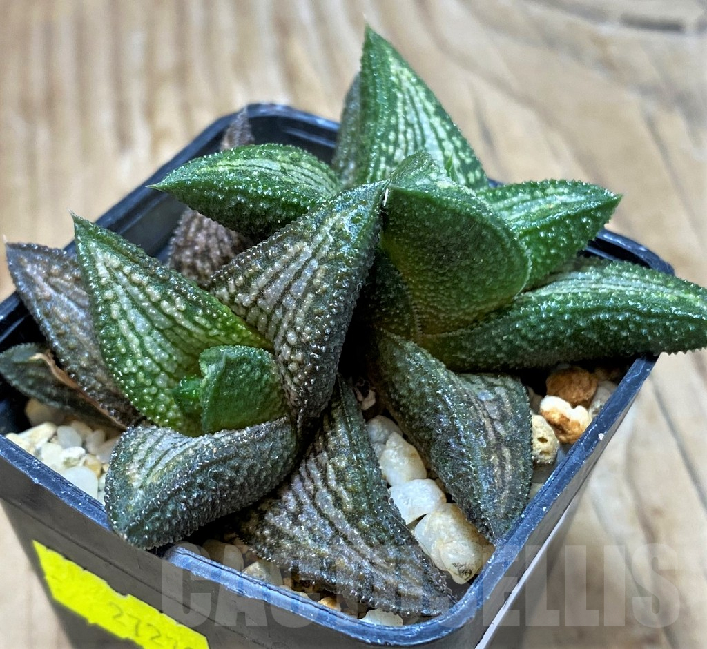 SH11634 Haworthia ‘Kintaikyo’ - Image 2