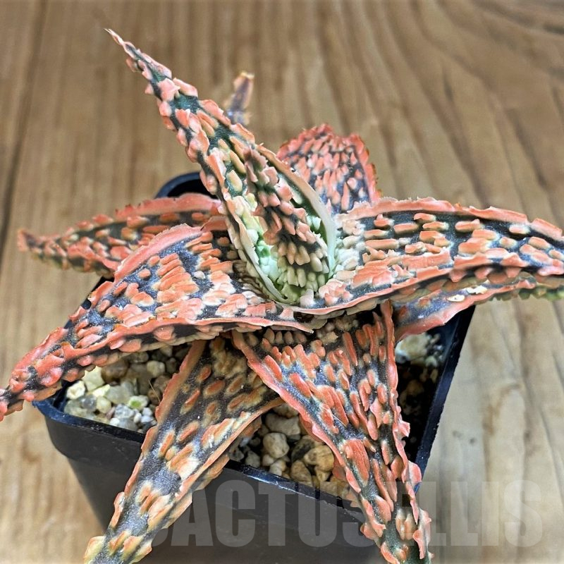 SH14247 Aloe TCT hybrid