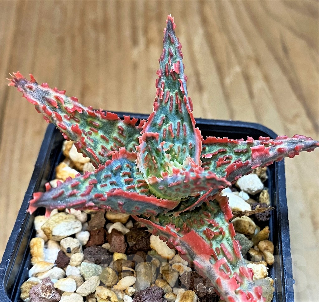 SH14221 Aloe TCT hybrid - immagine 2