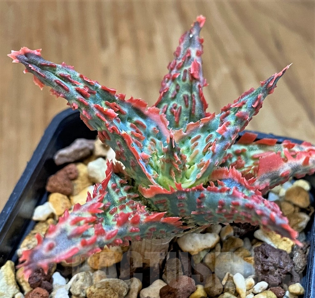 SH14221 Aloe TCT hybrid