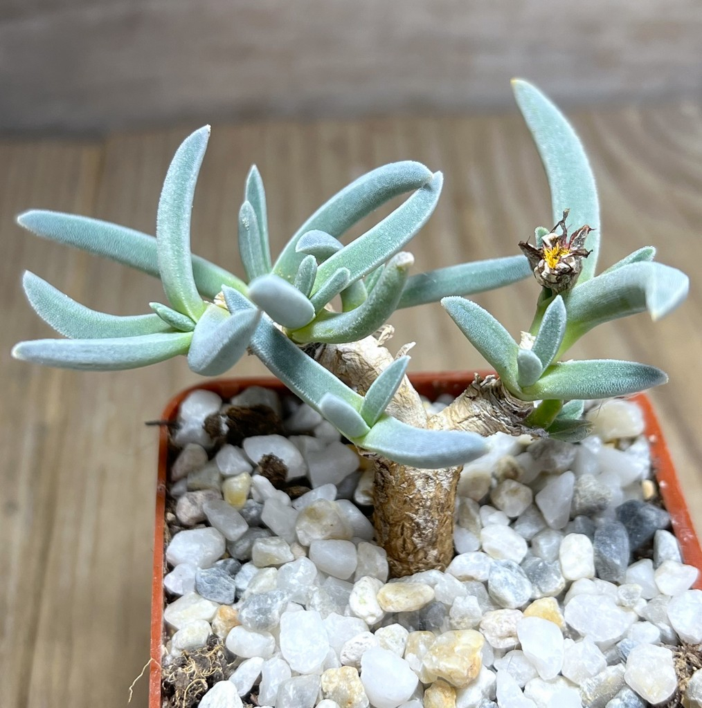 SHPR25976 Delosperma harazianum