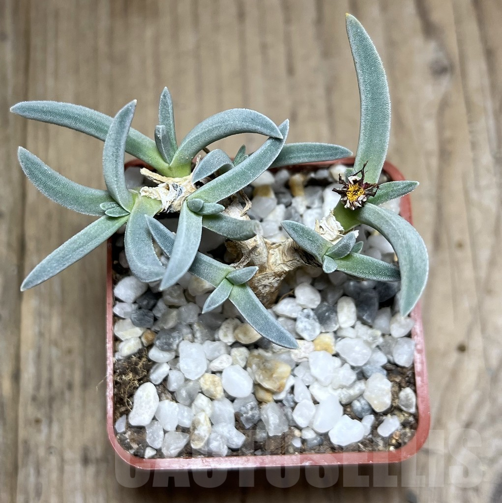 SHPR25976 Delosperma harazianum - immagine 2