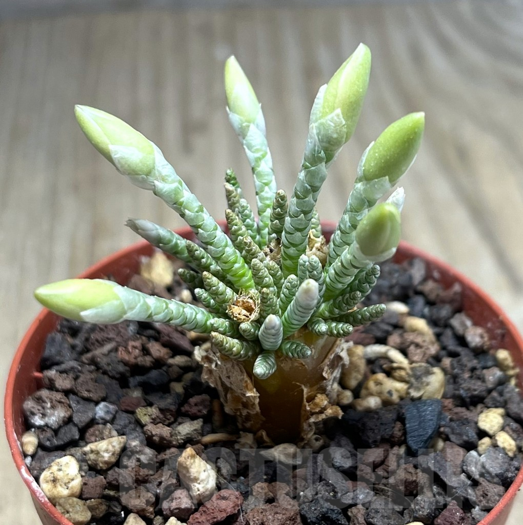 SHPR25977 Avonia quinaria ssp. alstonii - immagine 2