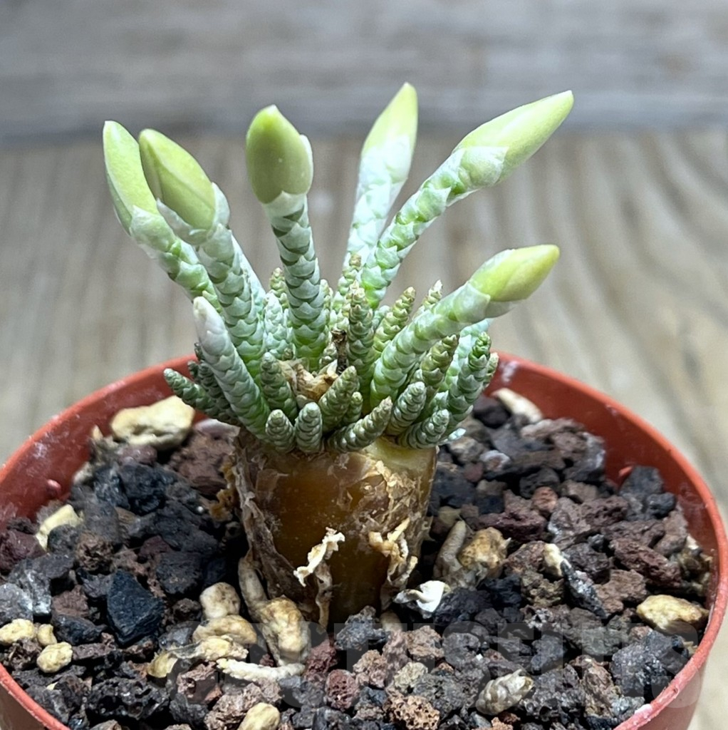 SHPR25977 Avonia quinaria ssp. alstonii