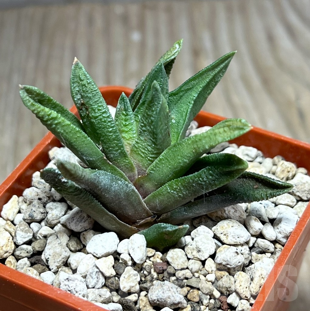 SHPR25978 Haworthia scabra v. morrisiae VA 6451