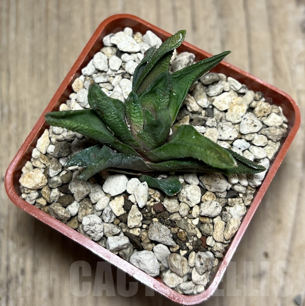 SHPR25978 Haworthia scabra v. morrisiae VA 6451 - Image 2