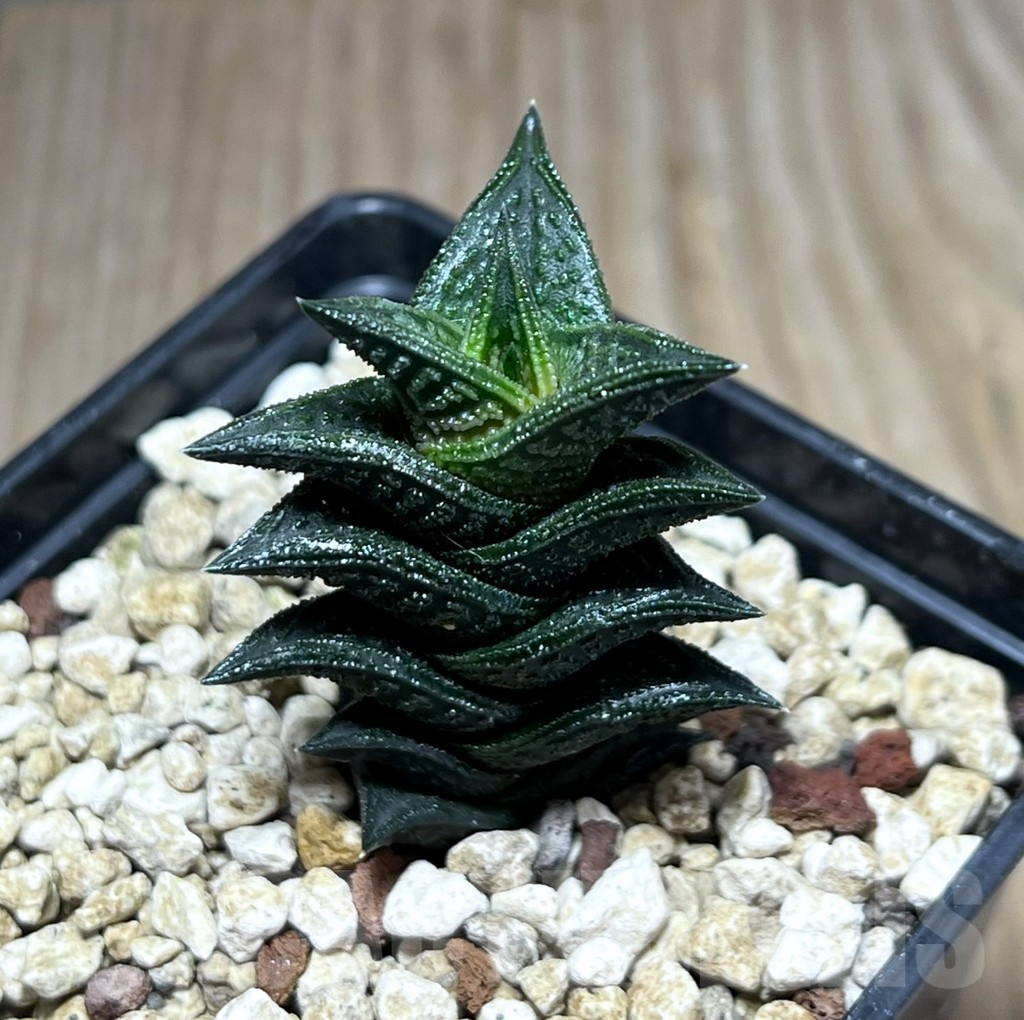 SHPR25979 Haworthia nigra JDV 92/18,-Andriesberg-