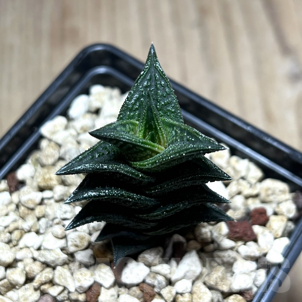 SHPR25979 Haworthia nigra JDV 92/18,-Andriesberg- – Bild 2