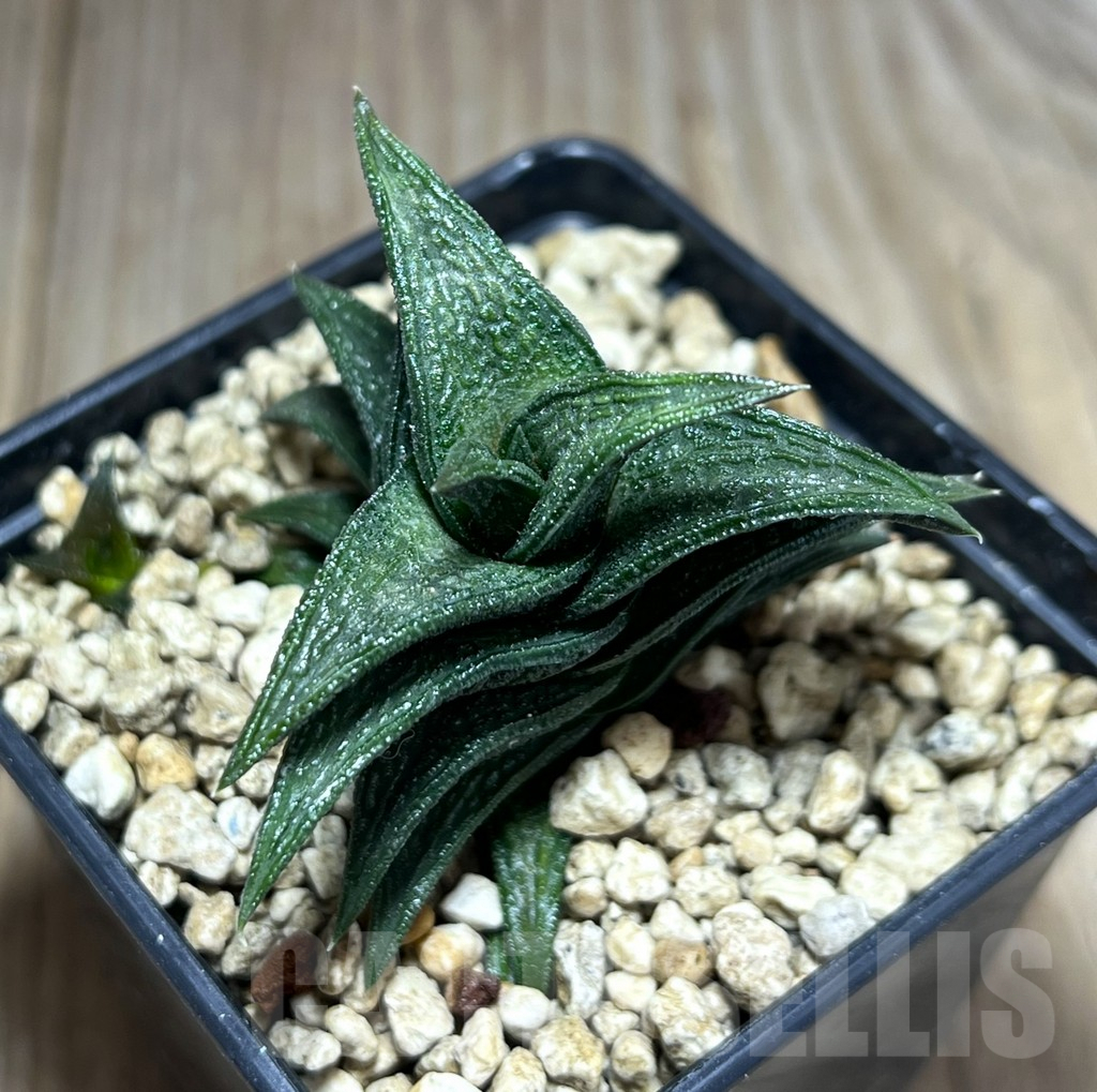 SHPR25982 Haworthia nigra, -just E Adelaide- - Зображення 2