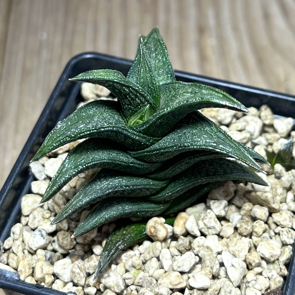 SHPR25982 Haworthia nigra, -just E Adelaide-