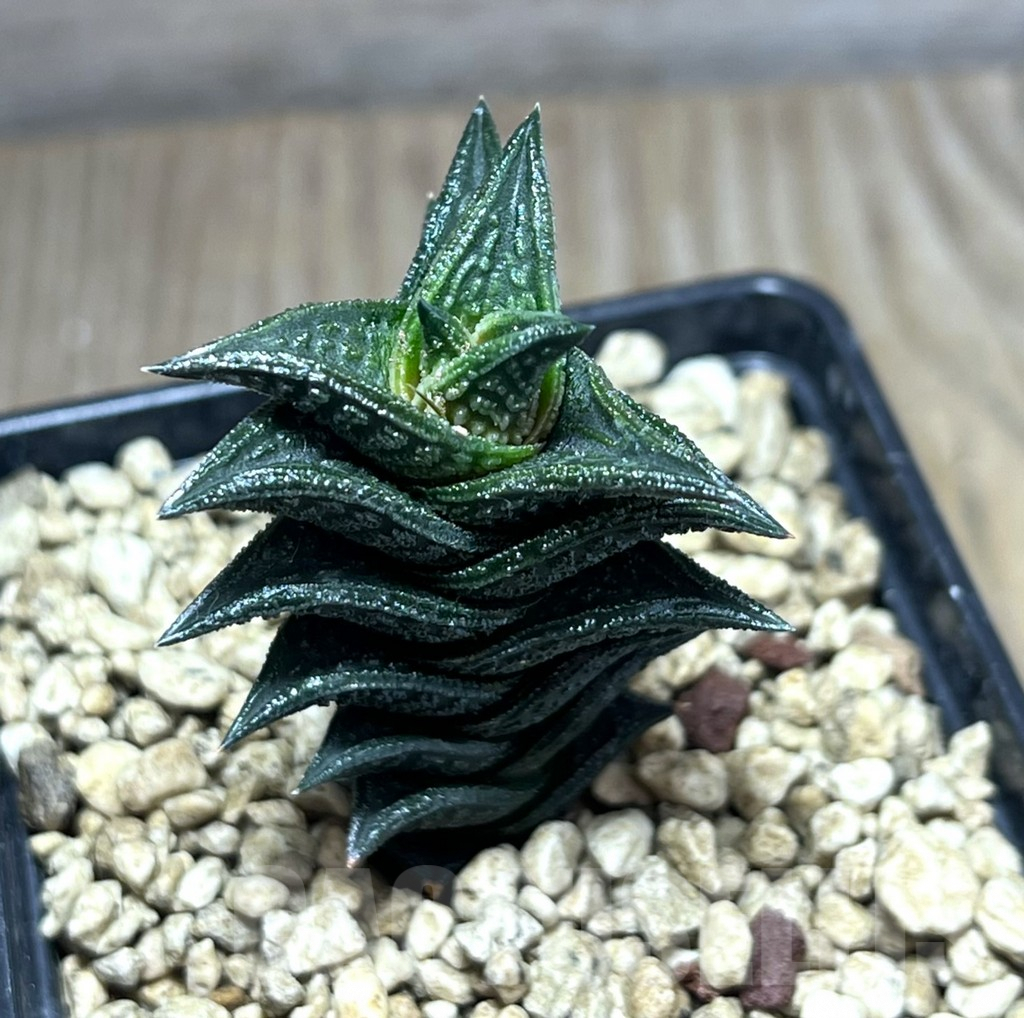 SHPR25983 Haworthia nigra JDV 92/18,-Andriesberg-