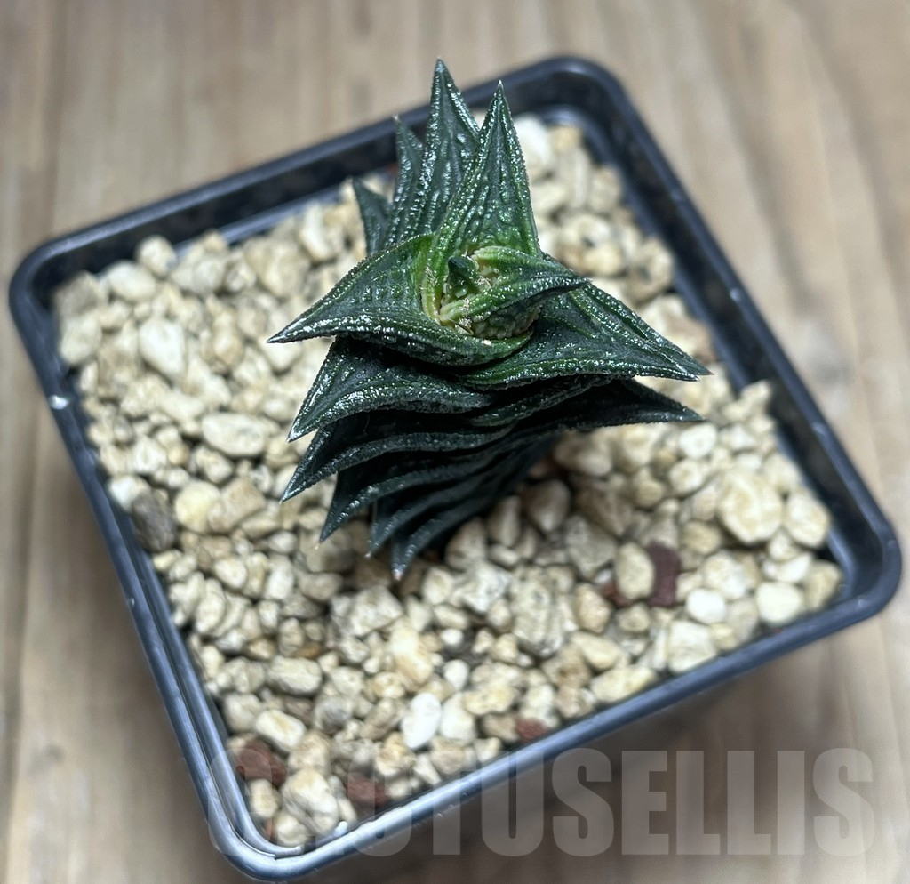 SHPR25983 Haworthia nigra JDV 92/18,-Andriesberg- - Obrázek 2