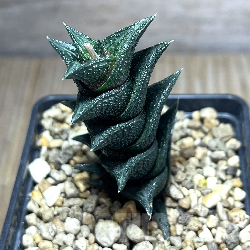 SHPR25985 Haworthia nigra, -Fish River-