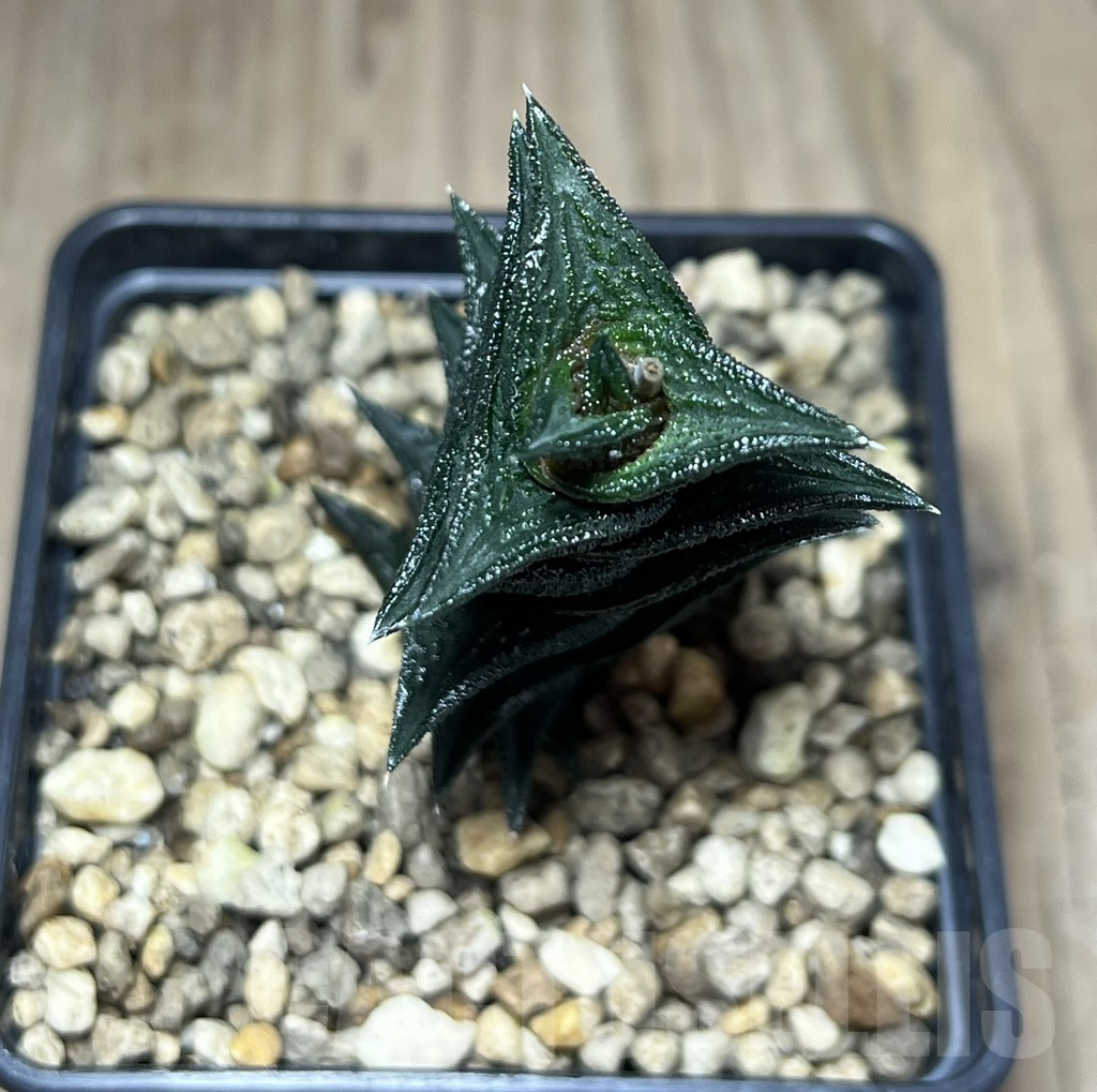 SHPR25985 Haworthia nigra, -Fish River- - Imagen 2