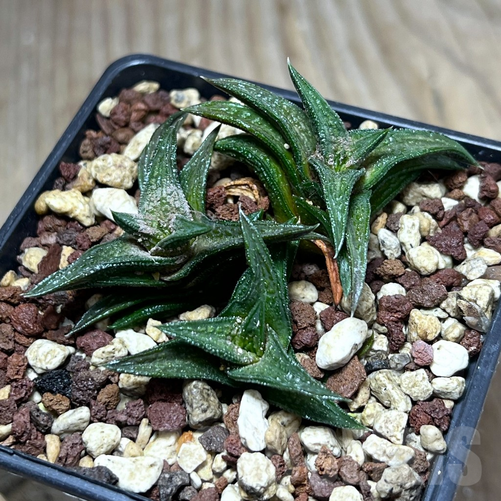 SHPR25986 Haworthia nigra, -just E Adelaide-