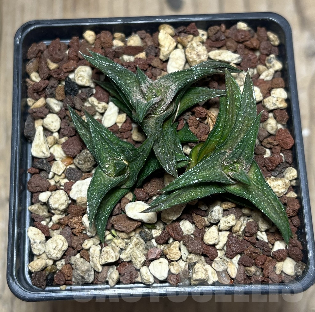 SHPR25986 Haworthia nigra, -just E Adelaide- – Image 2