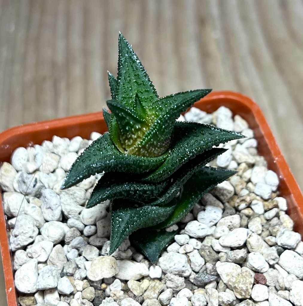 SHPR25987 Haworthia nigra -Thomas River-