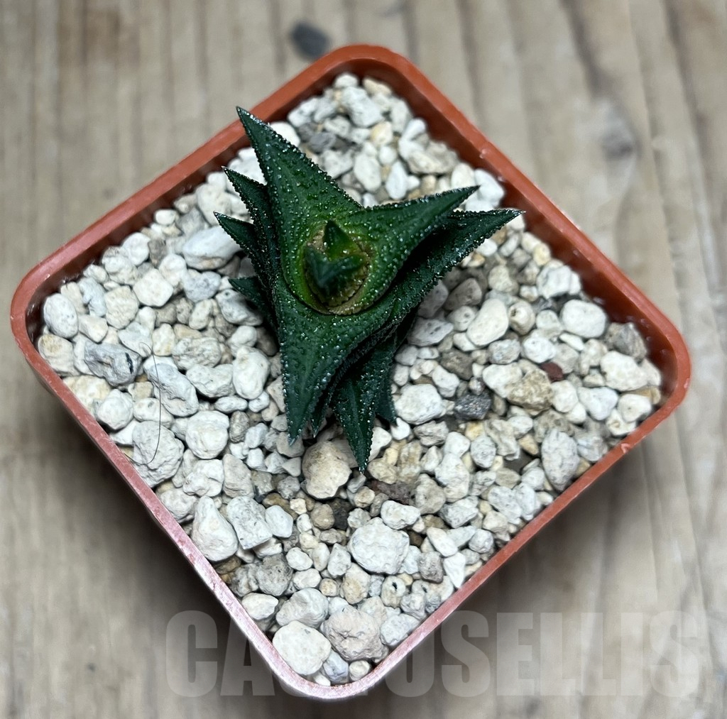 SHPR25987 Haworthia nigra -Thomas River- - Image 2