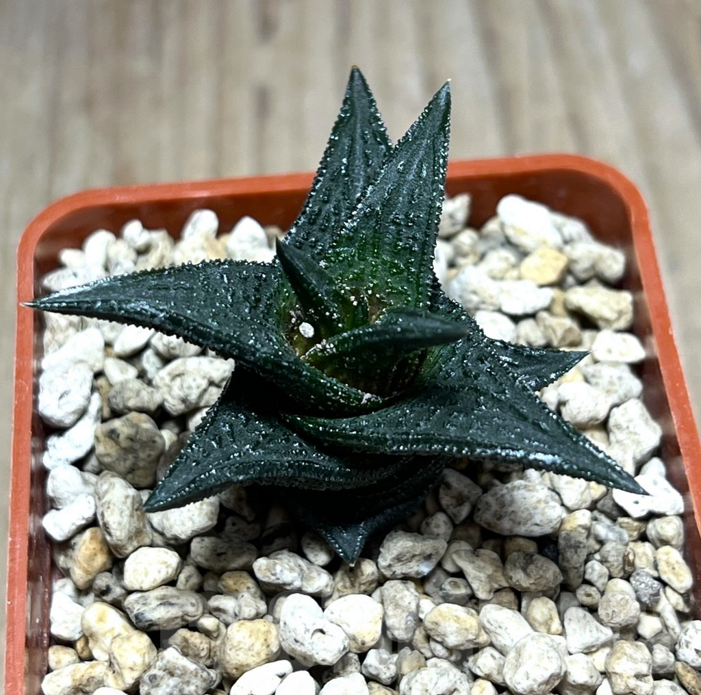 SHPR25988 Haworthia nigra ex Cok