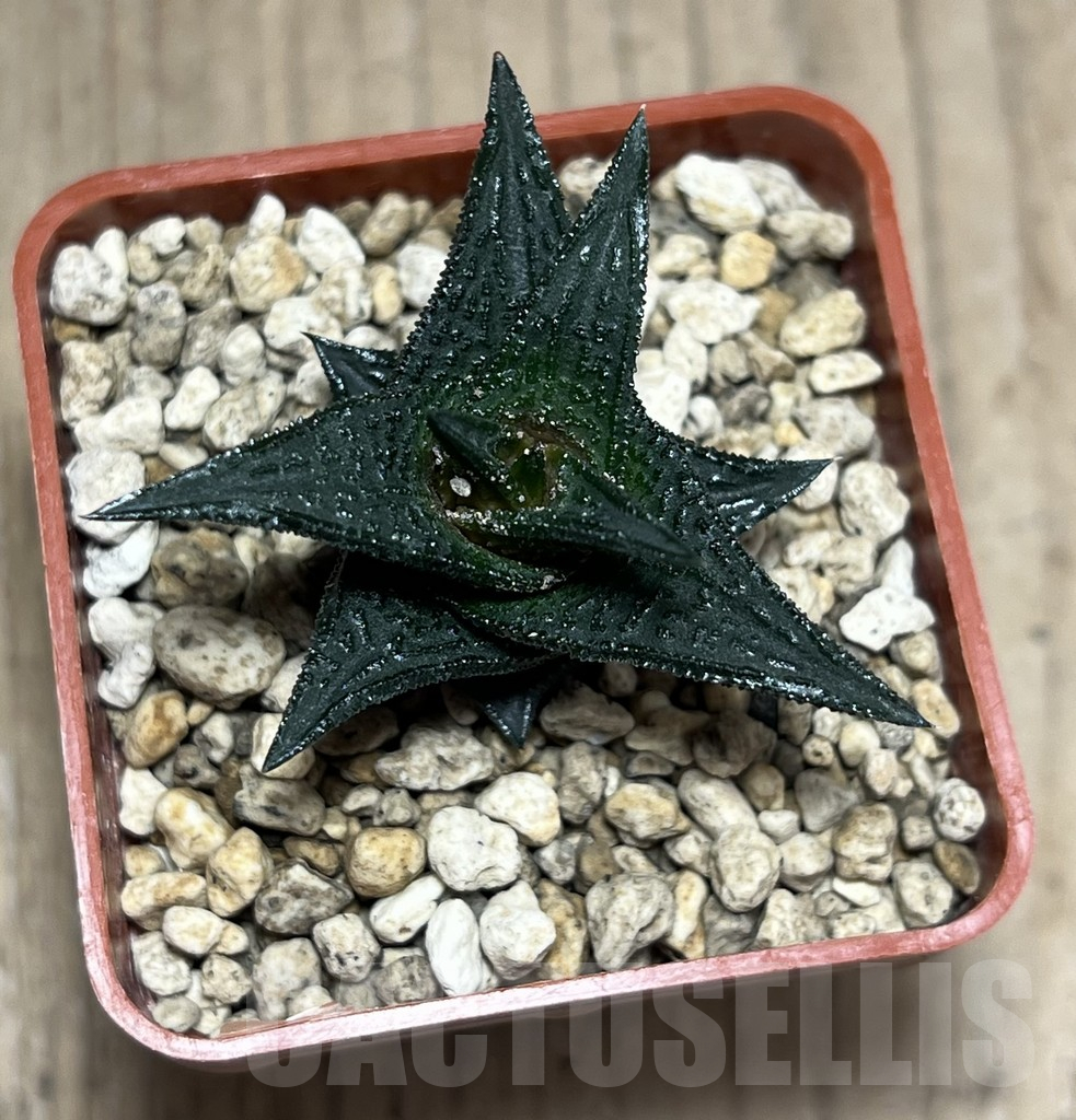 SHPR25988 Haworthia nigra ex Cok - immagine 2