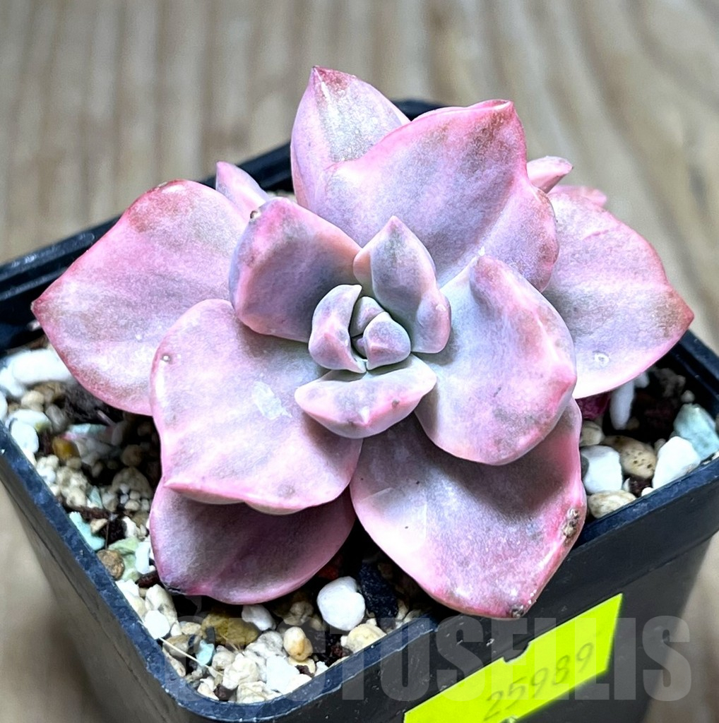 SHPR25989 Graptoveria ‘Mrs Richards’ f. variegata