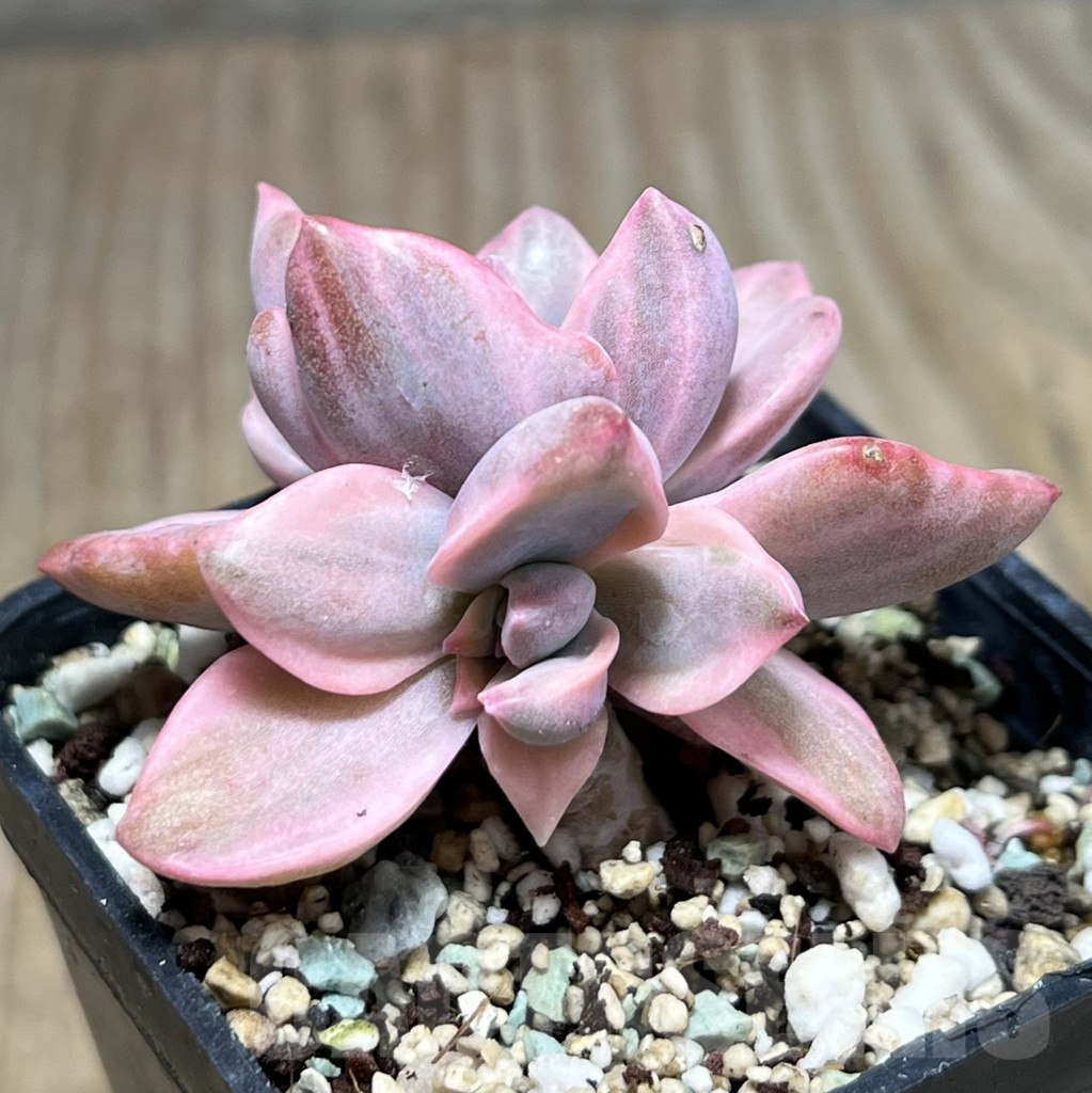 SHPR25989 Graptoveria ‘Mrs Richards’ f. variegata - immagine 2