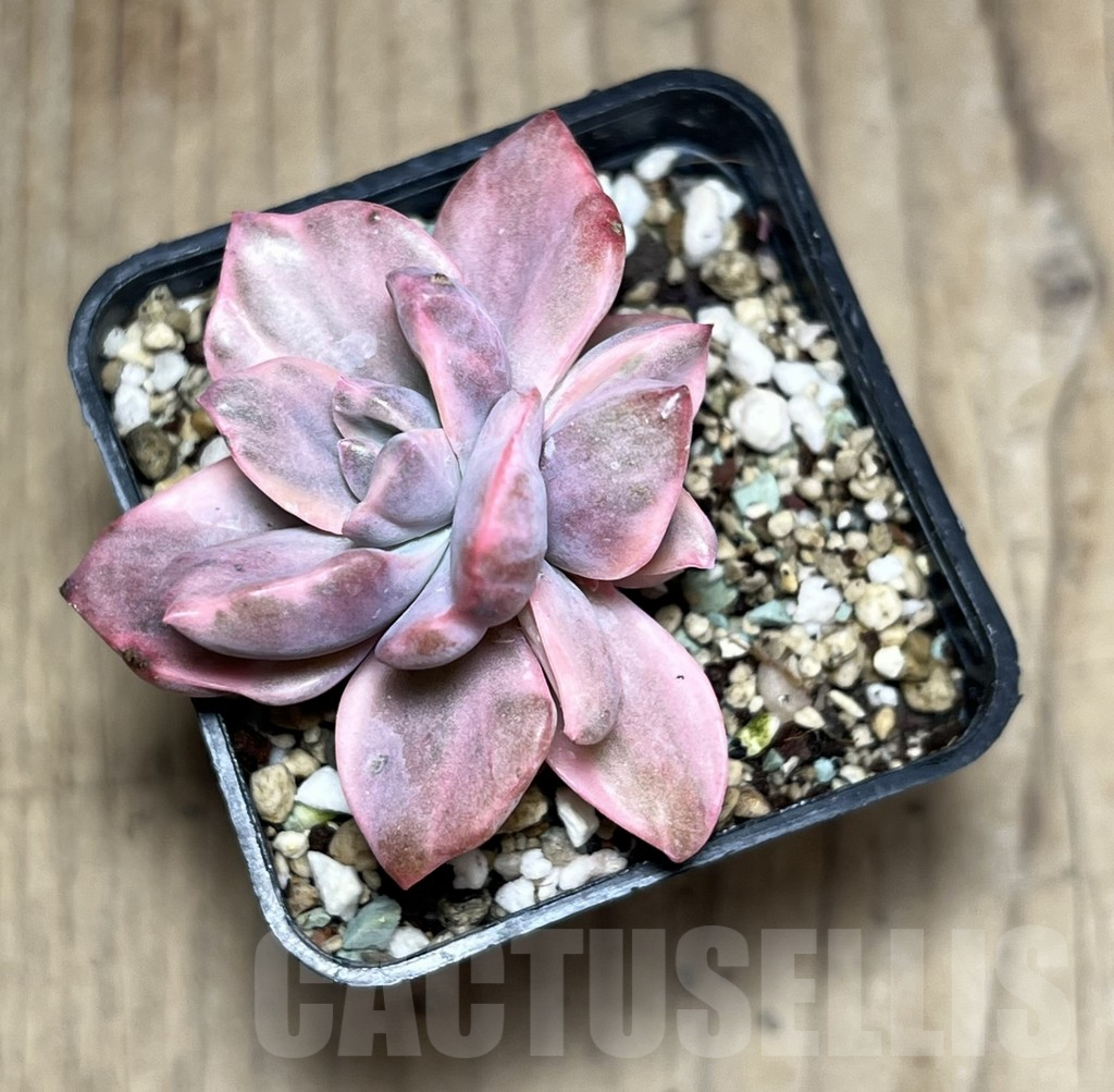 SHPR25989 Graptoveria ‘Mrs Richards’ f. variegata - immagine 3