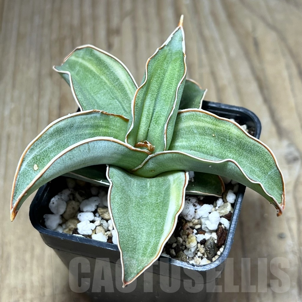 SHPR25990 Sansevieria ‘Blue Kew’