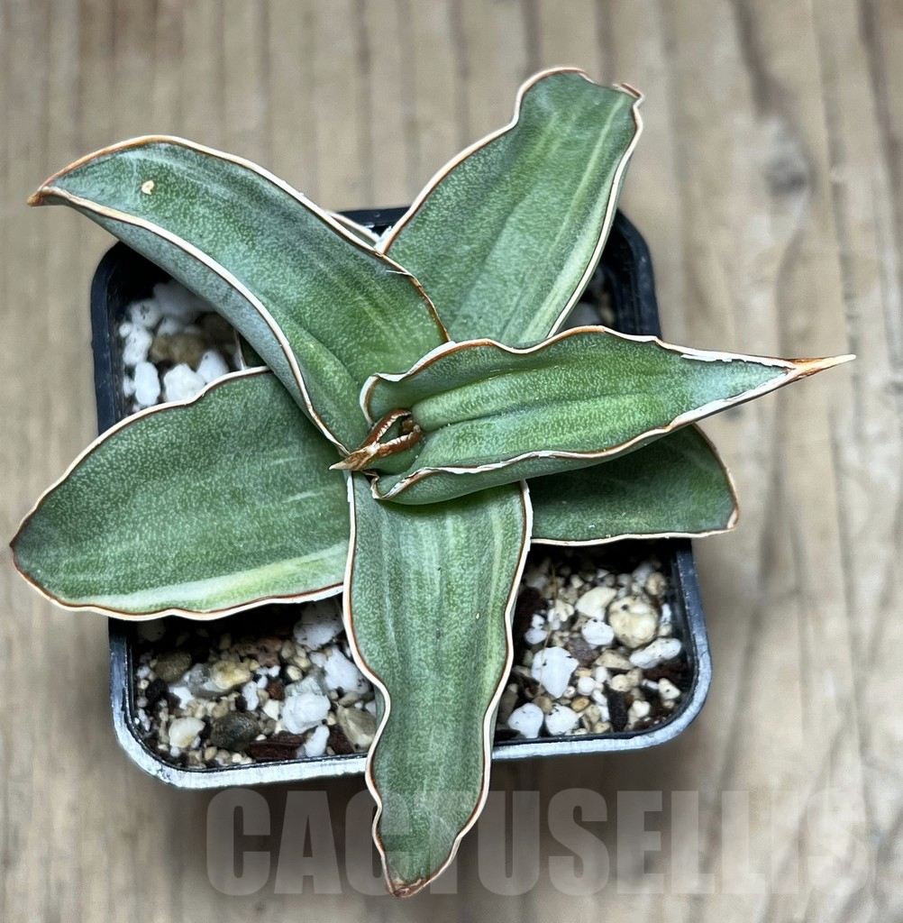 SHPR25990 Sansevieria ‘Blue Kew’ - Image 2