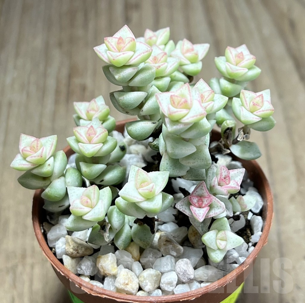 SL25991 Crassula marnieriana ‘Tom Thumb’ f. variegata