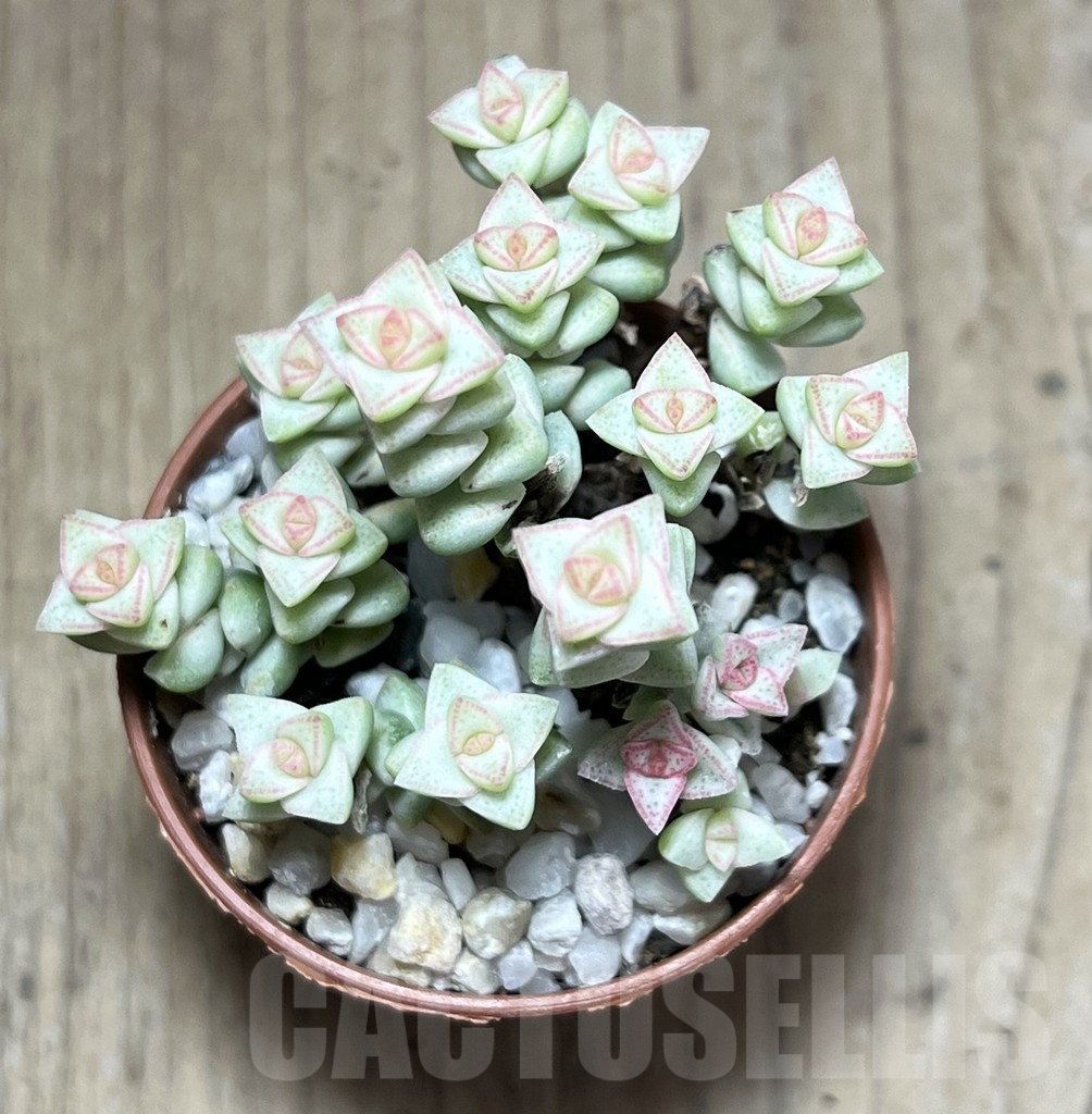 SL25991 Crassula marnieriana ‘Tom Thumb’ f. variegata – Bild 2