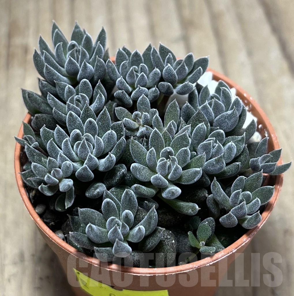 SL25992 Sinocrassula yunnanensis