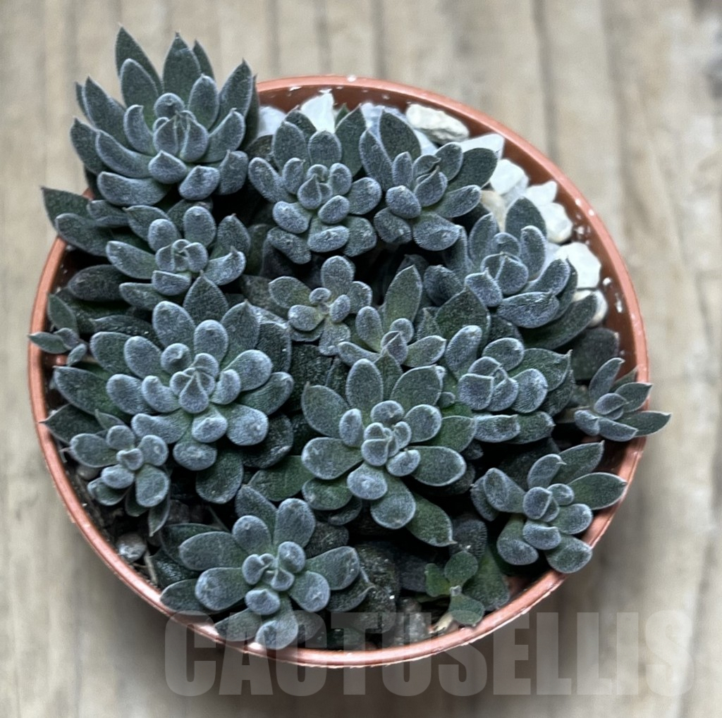 SL25992 Sinocrassula yunnanensis - Image 2
