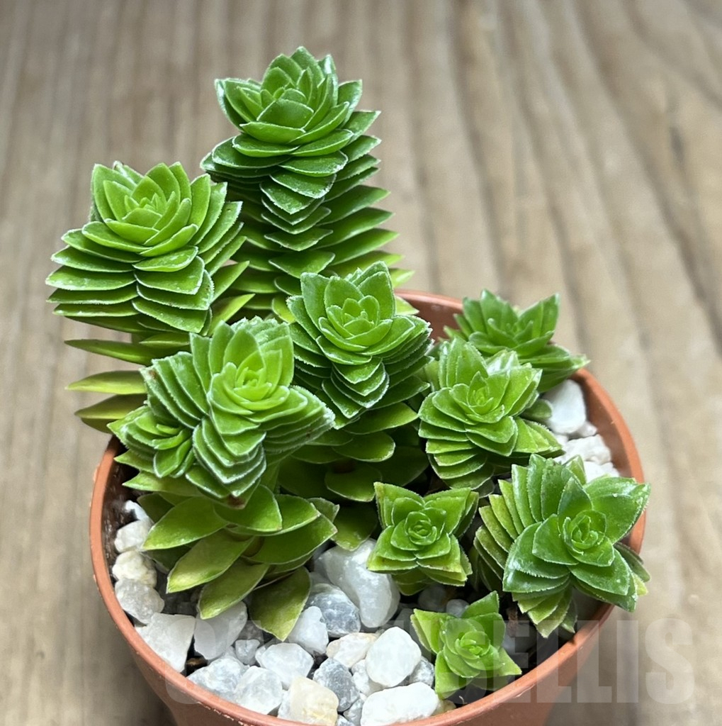 SHPR25994 Crassula 'Estagnol'