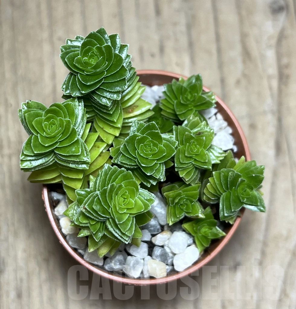 SHPR25994 Crassula 'Estagnol' - Imagen 2