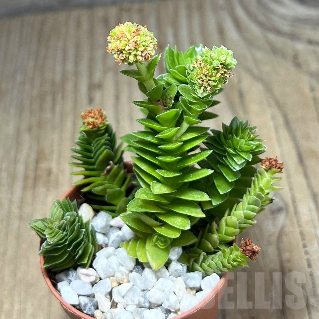 SHPR25995 Crassula 'Estagnol'