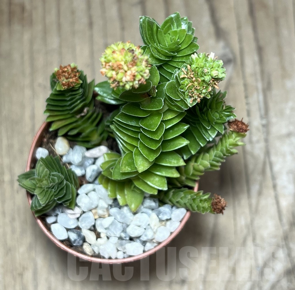 SHPR25995 Crassula 'Estagnol' - Image 2