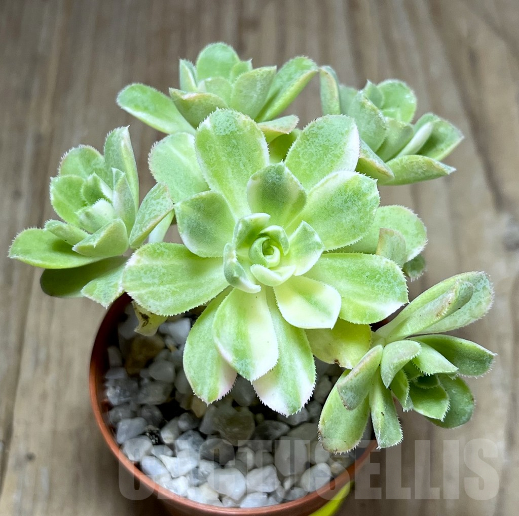 SHPR25996 Aeonium f. variegata