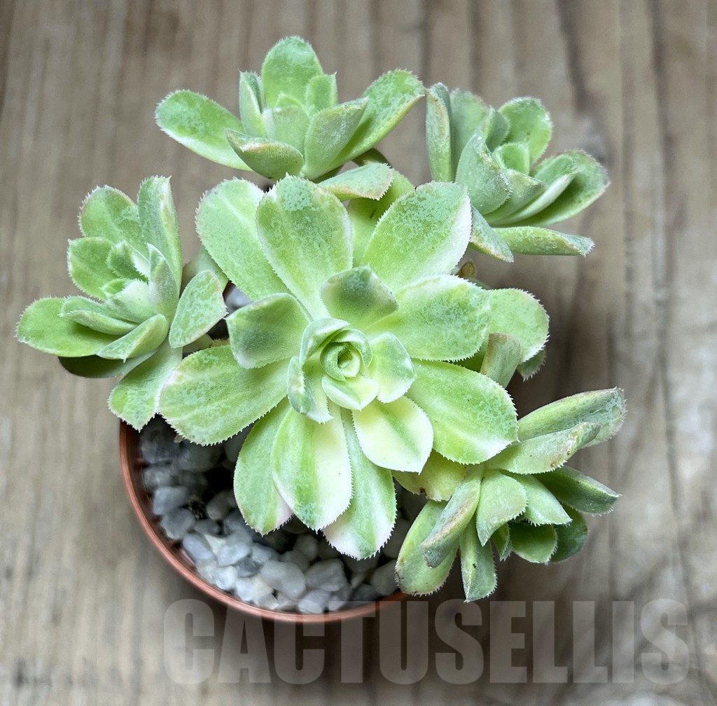 SHPR25996 Aeonium f. variegata – Bild 2