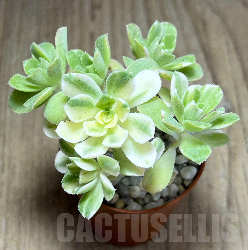 SHPR25997 Aeonium f. variegata