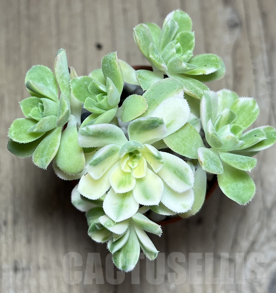 SHPR25997 Aeonium f. variegata - immagine 2