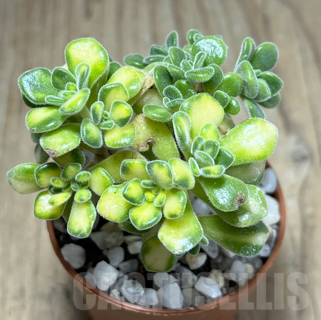 SHPR25998 Aeonium lindleyi f. variegata