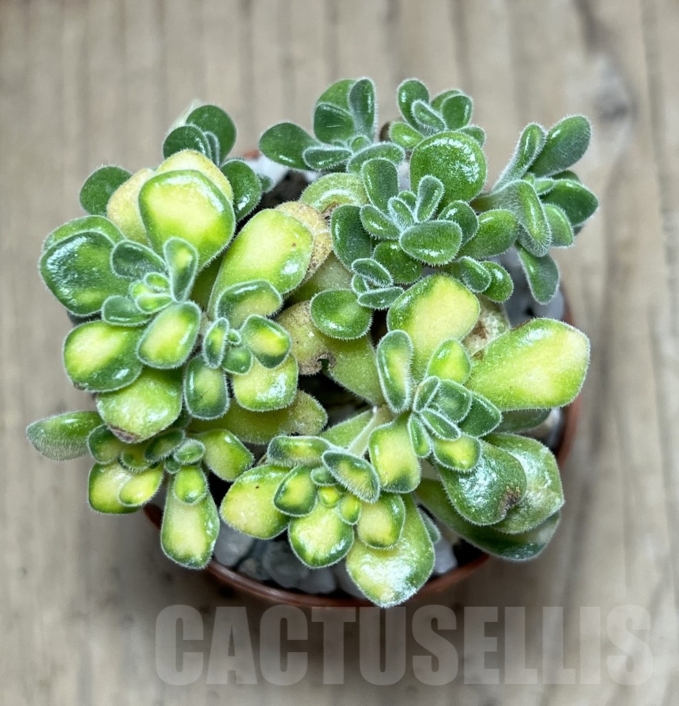 SHPR25998 Aeonium lindleyi f. variegata - 画像 (2)
