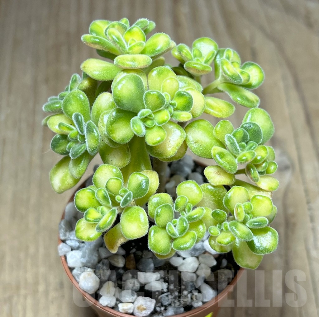 SHPR25999 Aeonium lindleyi f. variegata